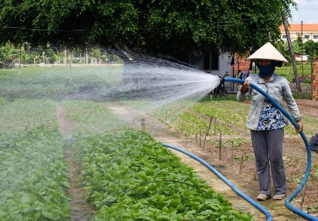 Nông dân trồng rau ở Cao Xá, Châu Thành