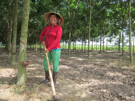 Chị Trần Thị Trang đang chăm sóc vườn cao su.